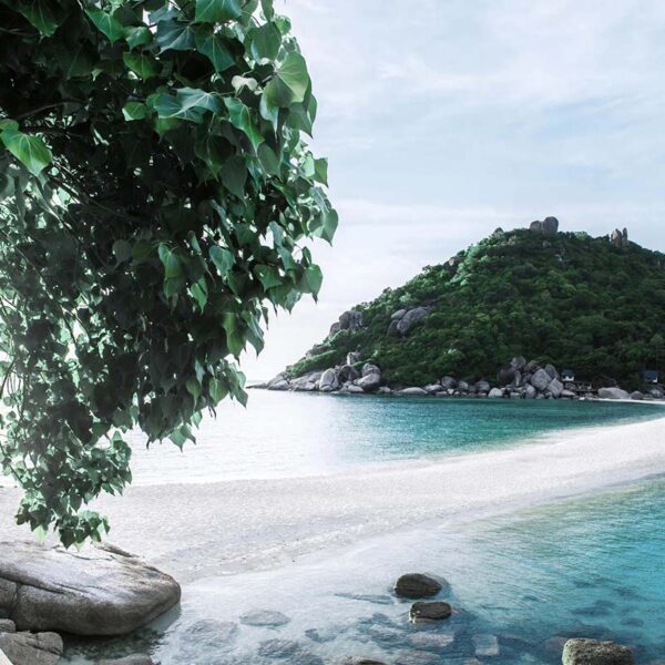 سامویی گردی