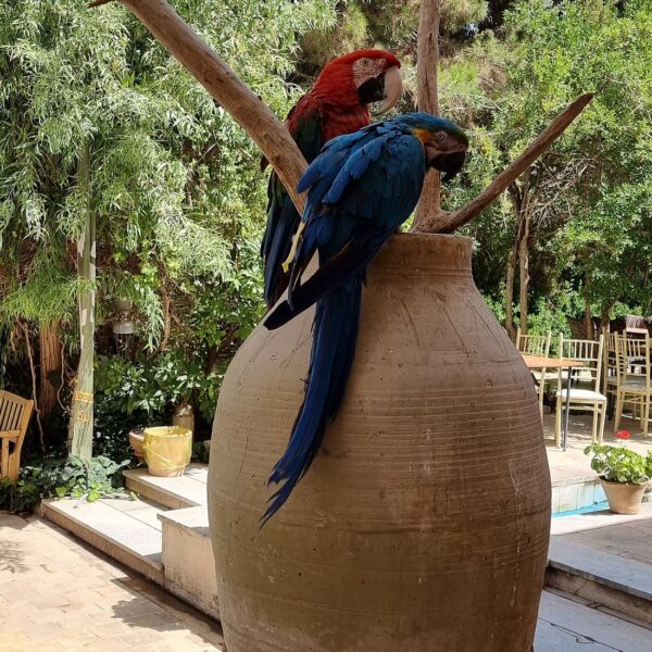 Yeganehtours.com_Moshir_al-Mamalek_Garden_Hotel_26