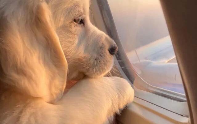 Yeganehtours.com_Air_Travel_With_Dogs مسافرت هوایی با سگ 1