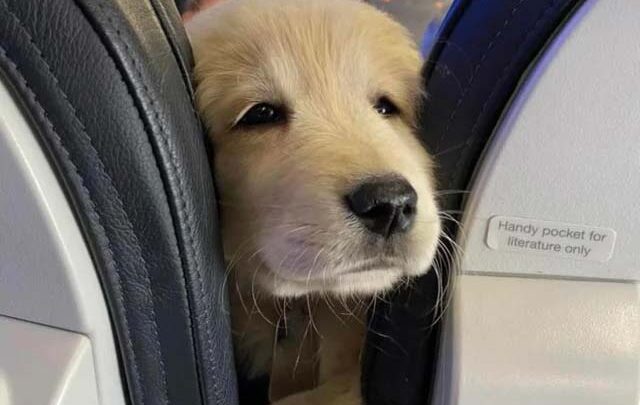 Yeganehtours.com_Air_Travel_With_Dogs_1 مسافرت هوایی با سگ 2