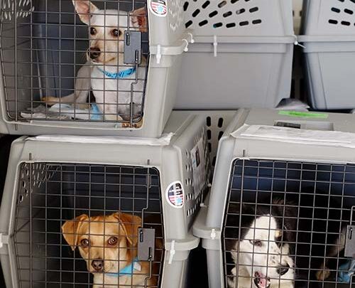Yeganehtours.com_Air_Travel_With_Dogs_2 سگ در قسمت بار هواپیما