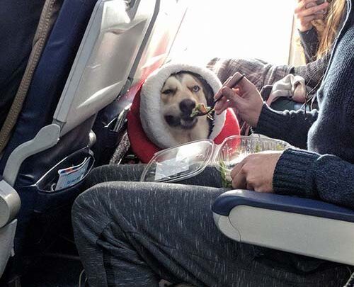 Yeganehtours.com_Air_Travel_With_Dogs_3 سگ در داخل هواپیما