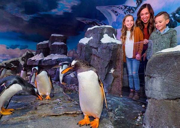 Yeganehtours.com_Dubai_Mall_Aquarium_and_Underwater_Zoo_02 آکواریوم و باغ وحش زیر آب دبی مال 3