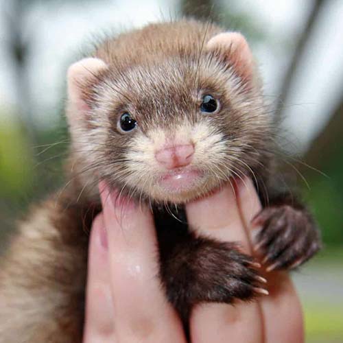 Yeganehtours.com_Ferret موش خرما