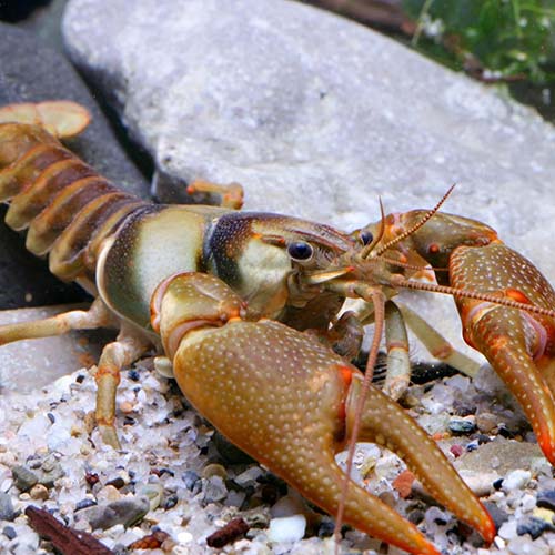 Yeganehtours.com_Invertebrates_1 خرچنگ