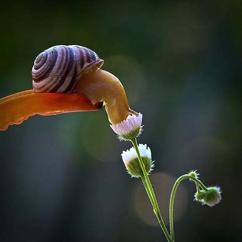 Yeganehtours.com_Invertebrates_2 حلزون