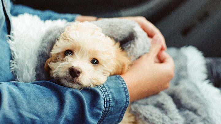 Yeganehtours.com_Land_Travel_With_dogs مسافرت زمینی با سگ