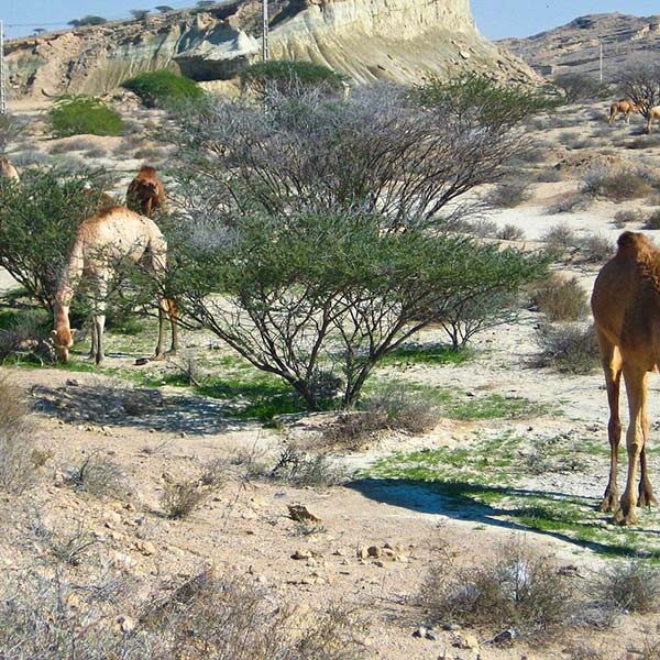 Yeganehtours.com_QeshmIsland_04