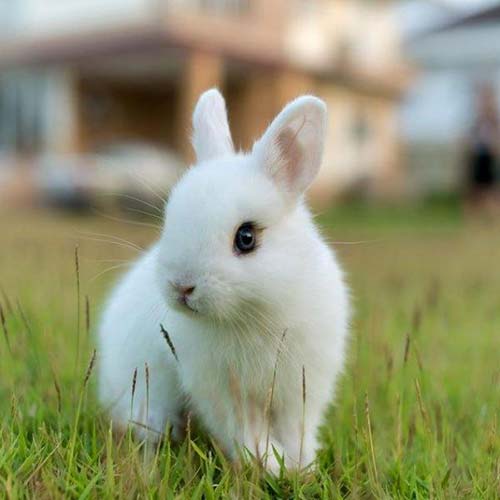 Yeganehtours.com_Rabbit خرگوش