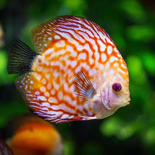 Yeganehtours.com_Tropical_fish ماهی استوایی