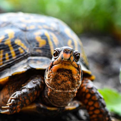 Yeganehtours.com_Turtle لاک پشت