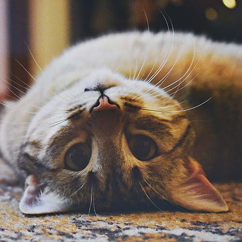 Yeganehtours.com_cat گربه