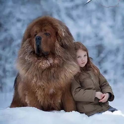 Yeganehtours.com_dog1 سگ های ممنوعه به ترکیه-1