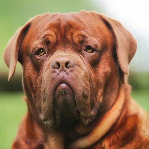 Yeganehtours.com_dog2 سگ های ممنوعه به ترکیه-2