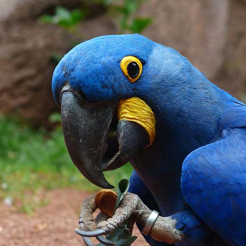 Yeganehtours.com_parrot طوطی