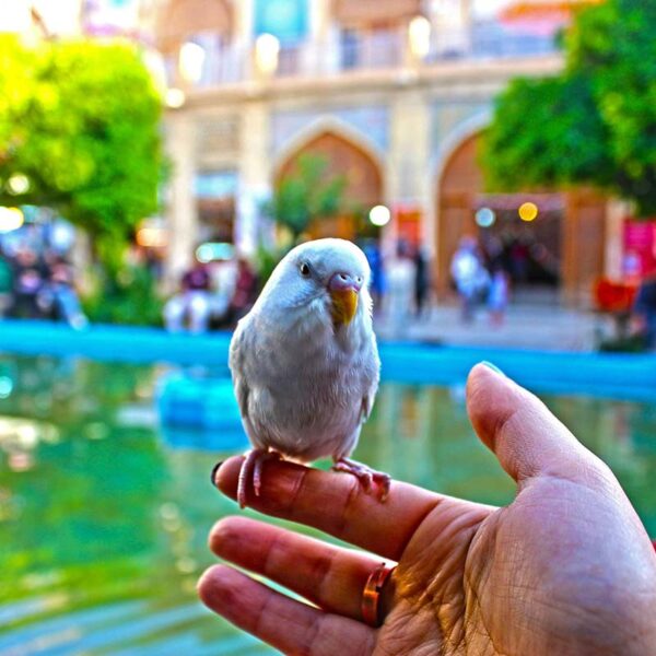Yeganehtours.com_Shiraz_Vakil_Bazaar_13